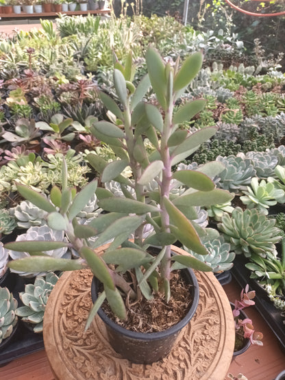 Senecio crassissum