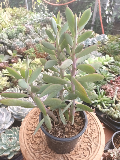 Senecio crassissum