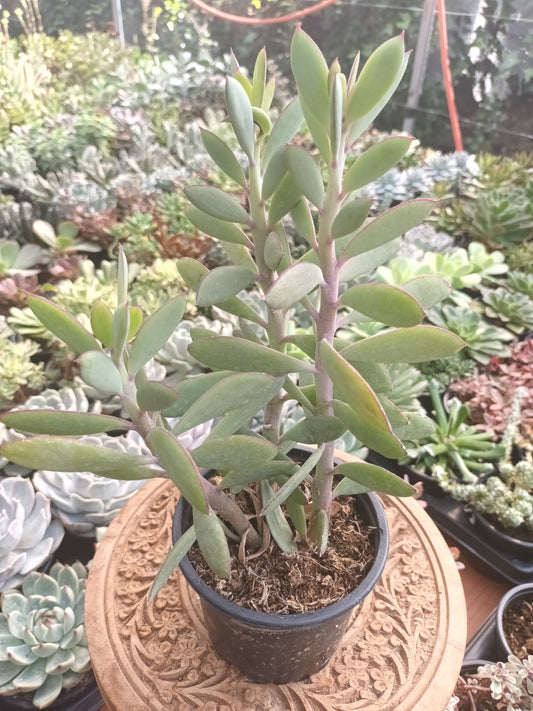 Senecio crassissum