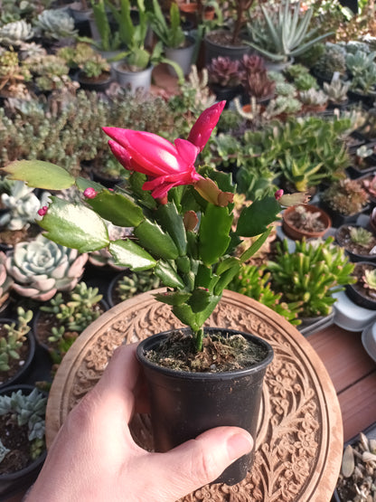 Cactus de Navidad flor fucsia
