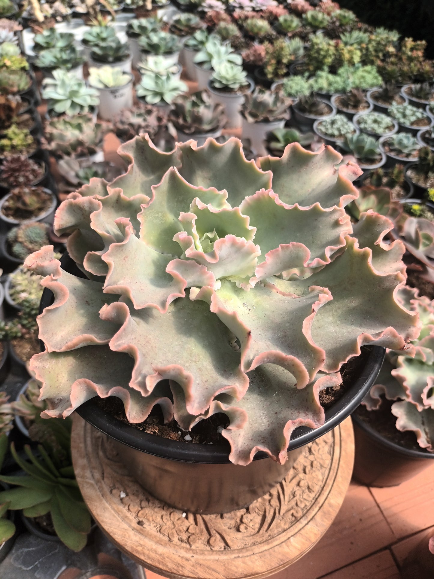 Echeveria giant blue