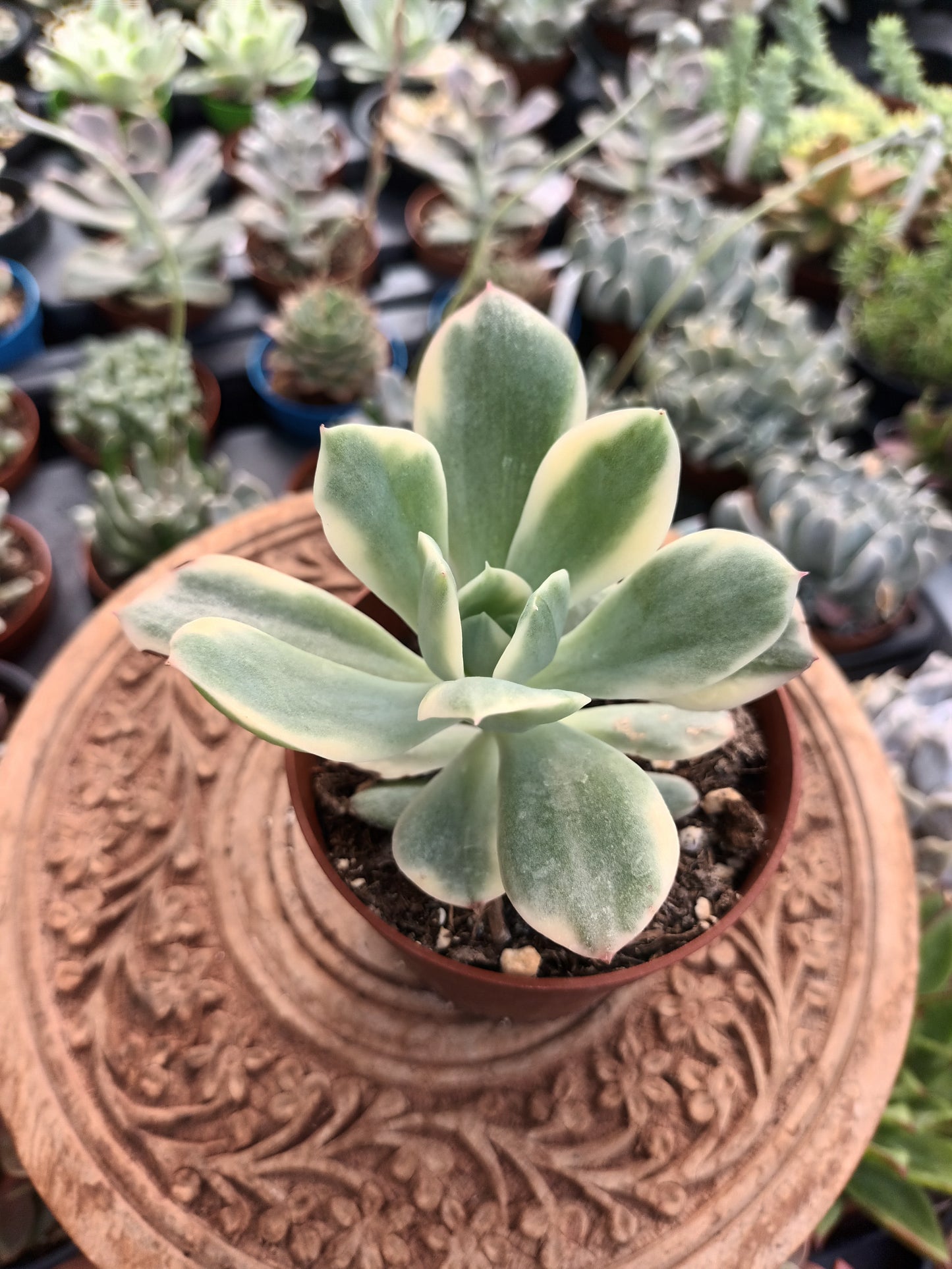 Echeveria luella variegata