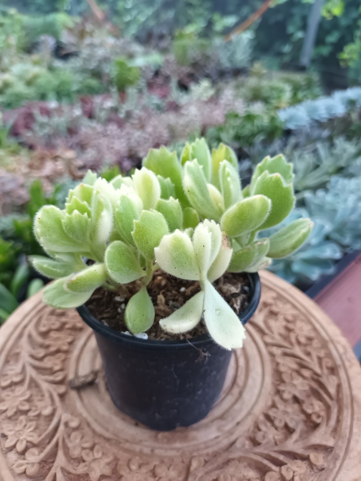 Cotyledon tomentosa subs. ladismithiensis f. variegata