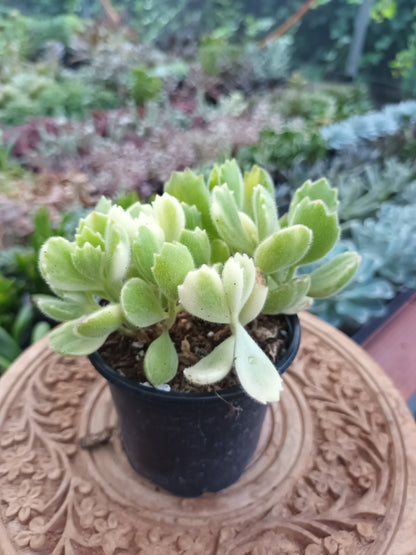 Cotyledon tomentosa subs. ladismithiensis f. variegata