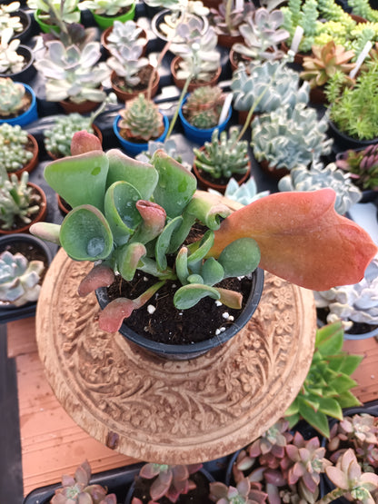 Kalanchoe luciae 'Oricula'