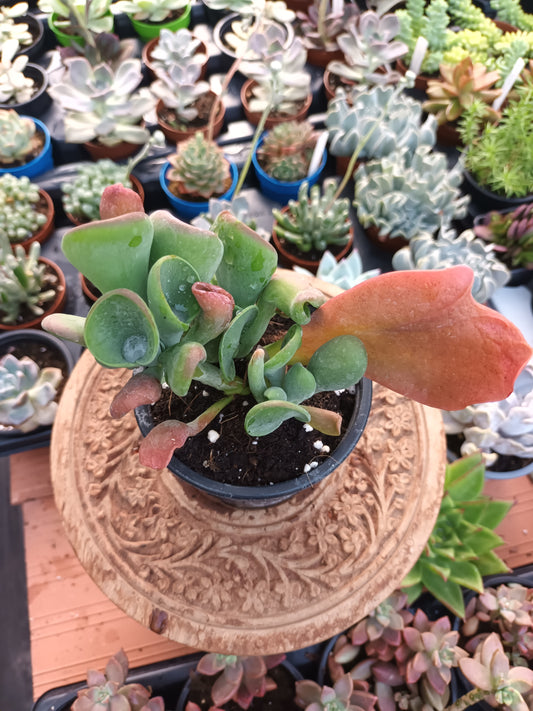 Kalanchoe luciae 'Oricula'