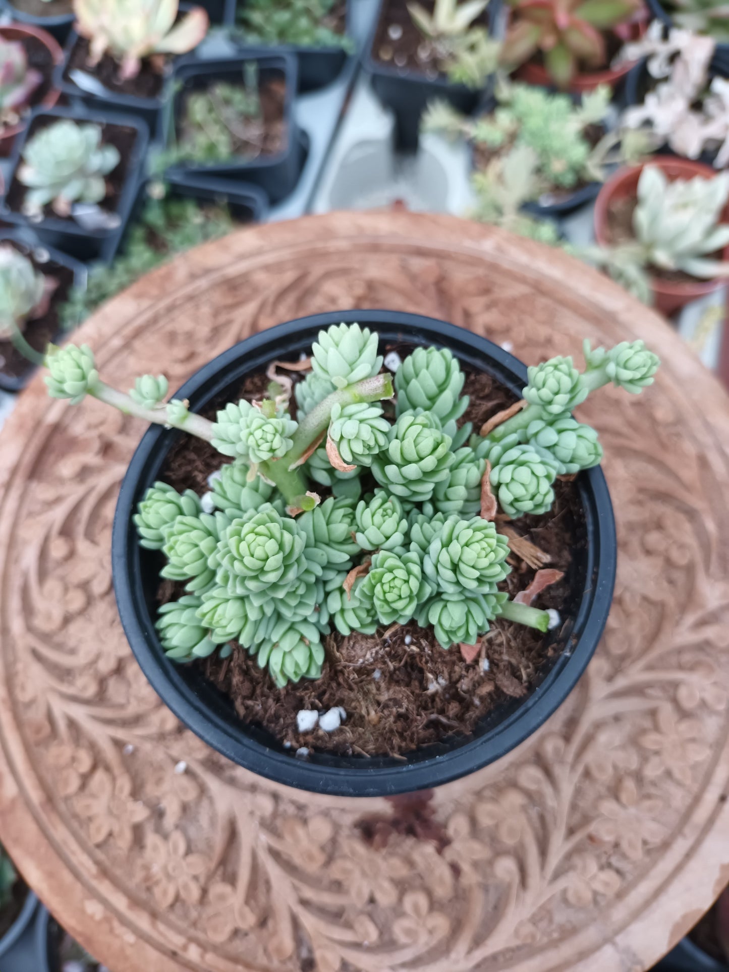 Sedum collar de princesa