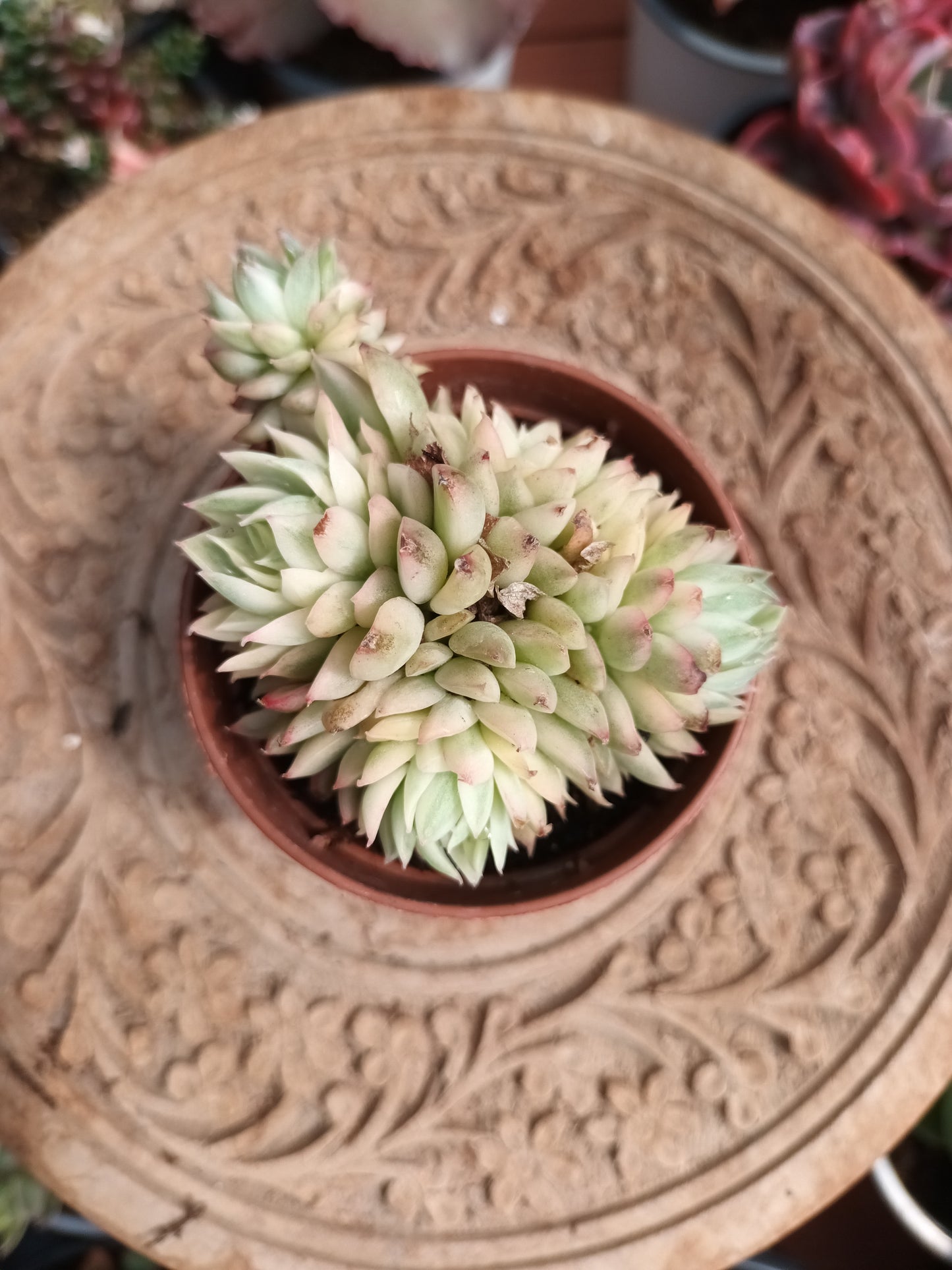 Echeveria mebina variegata