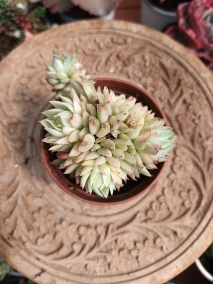 Echeveria mebina variegata