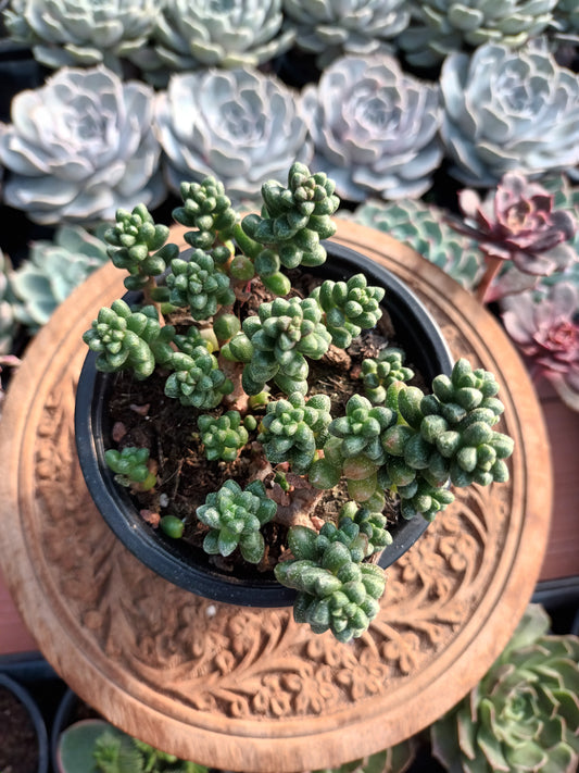 Sedum furfuraceum