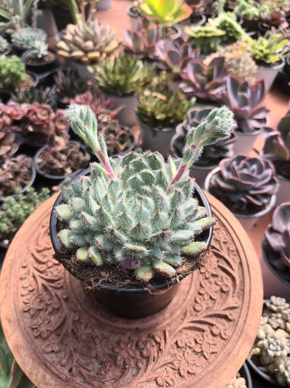 Echeveria Setosa var.minor