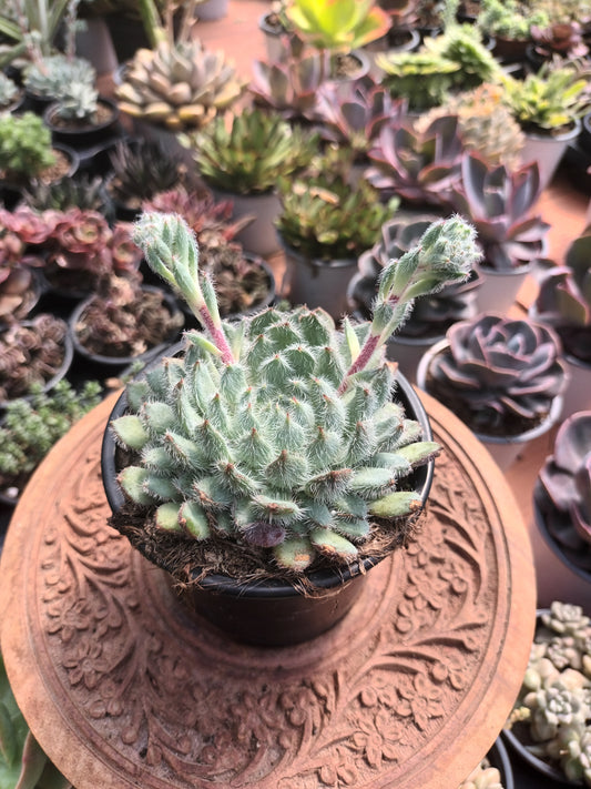 Echeveria Setosa var.minor