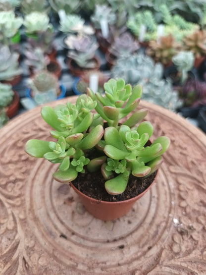 Sedum joyce tulloch