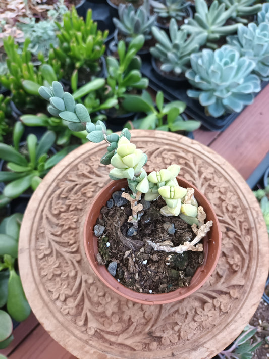 Corpuscularia lehmannii Variegata
