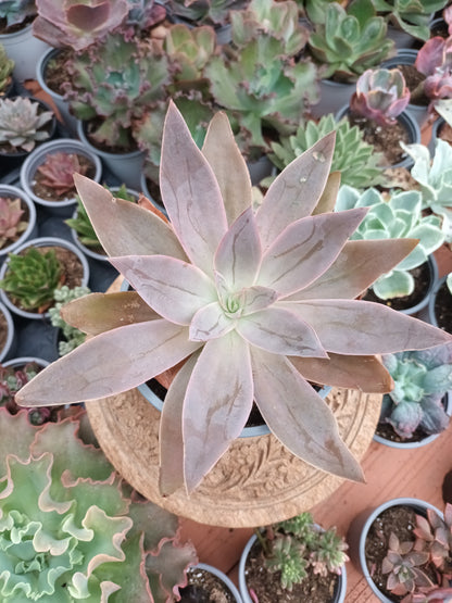Echeveria Kristenii Mezquital Durango