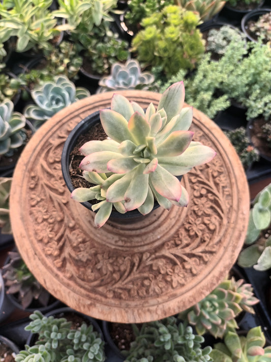 Echeveria minibelle variegata