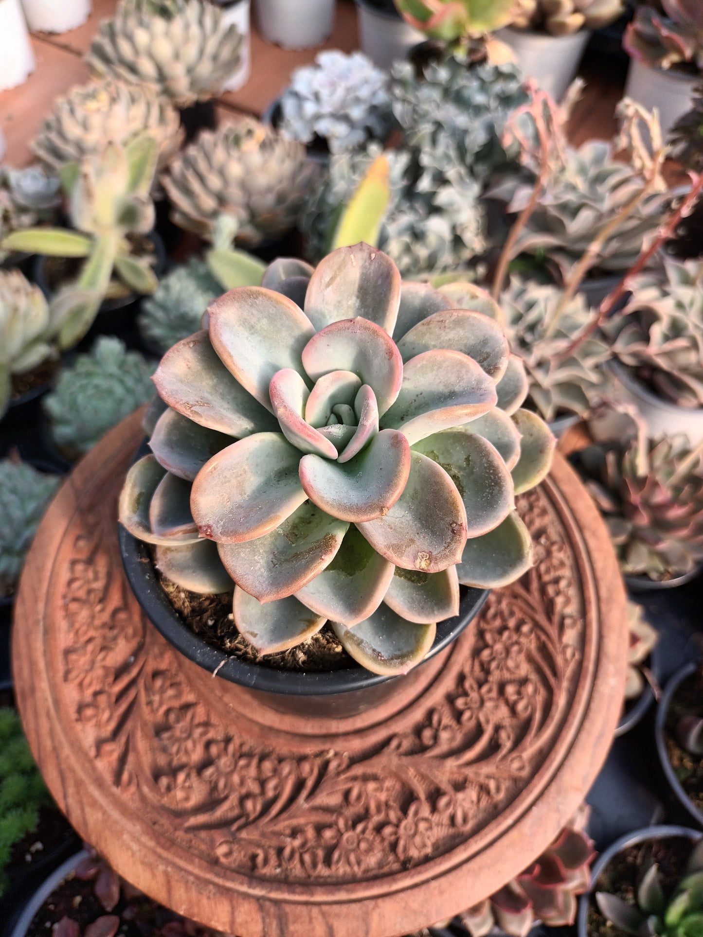 Graptoveria Orpet