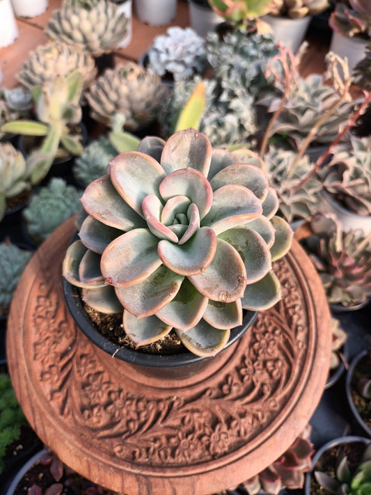 Graptoveria Orpet
