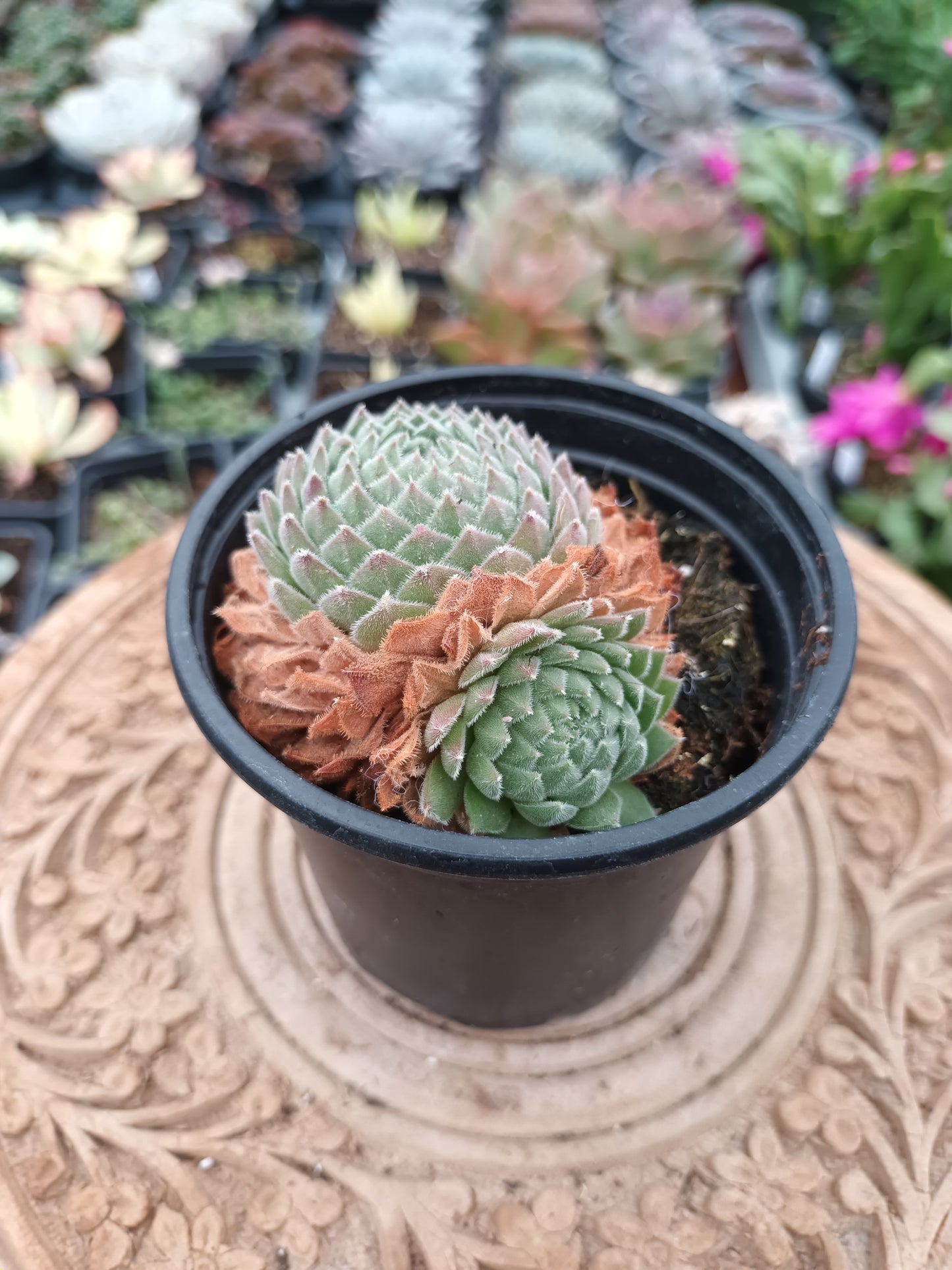 Sempervivum Sugar Shimmer