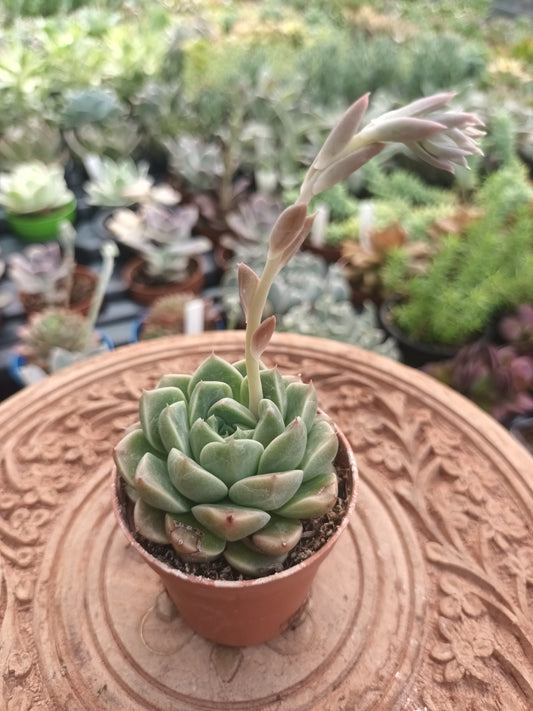 Echeveria van keppel