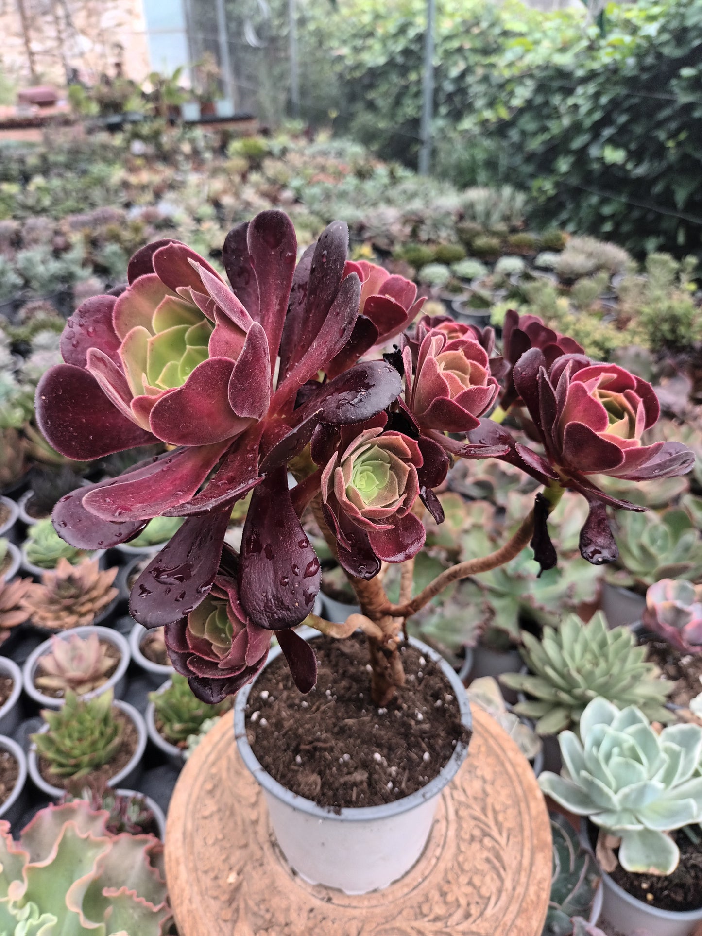 Aeonium kilimanjaro revertido PLANTA MADRE