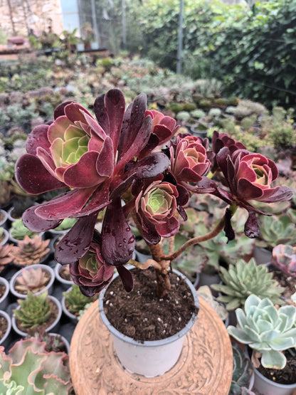 Aeonium kilimanjaro revertido PLANTA MADRE