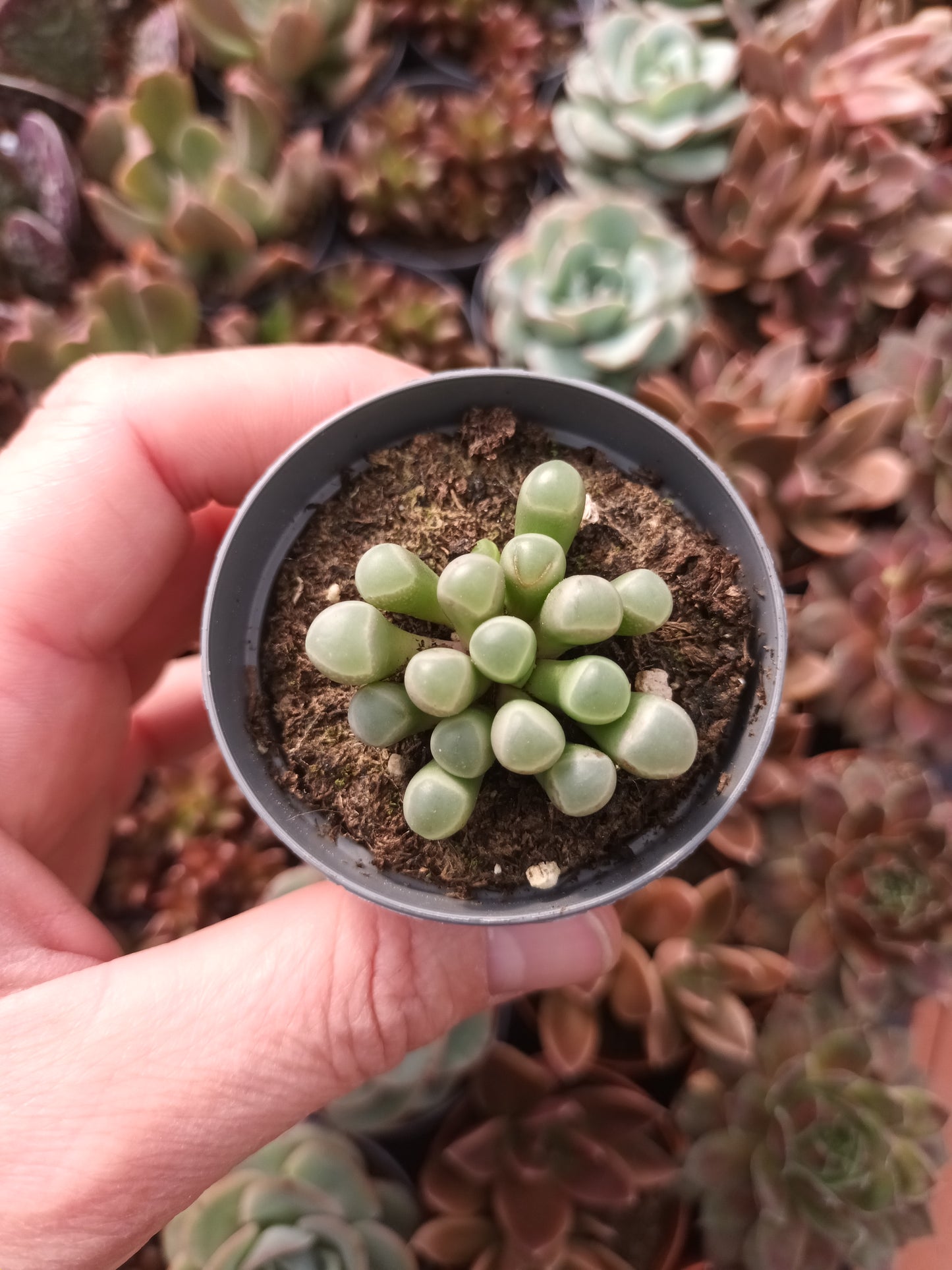 Fenestraria rhopalophylla