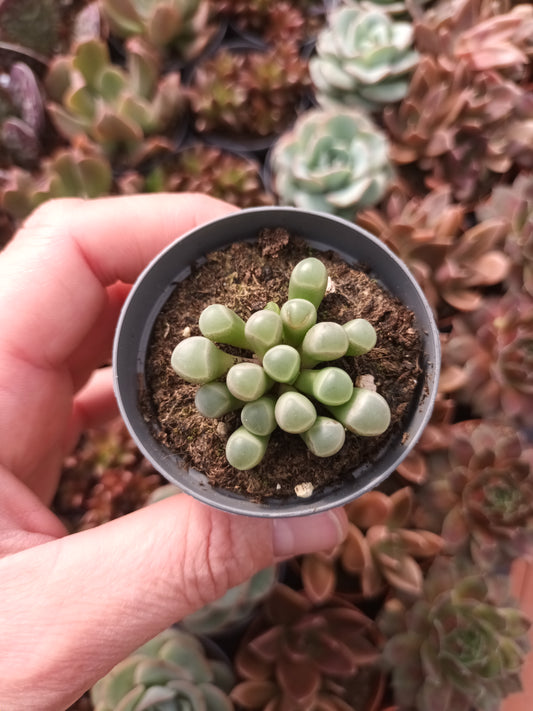 Fenestraria rhopalophylla