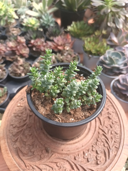 Sedum oaxacanum