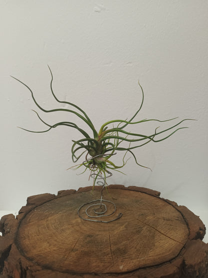 Tillandsia bulbosa - M con hijos