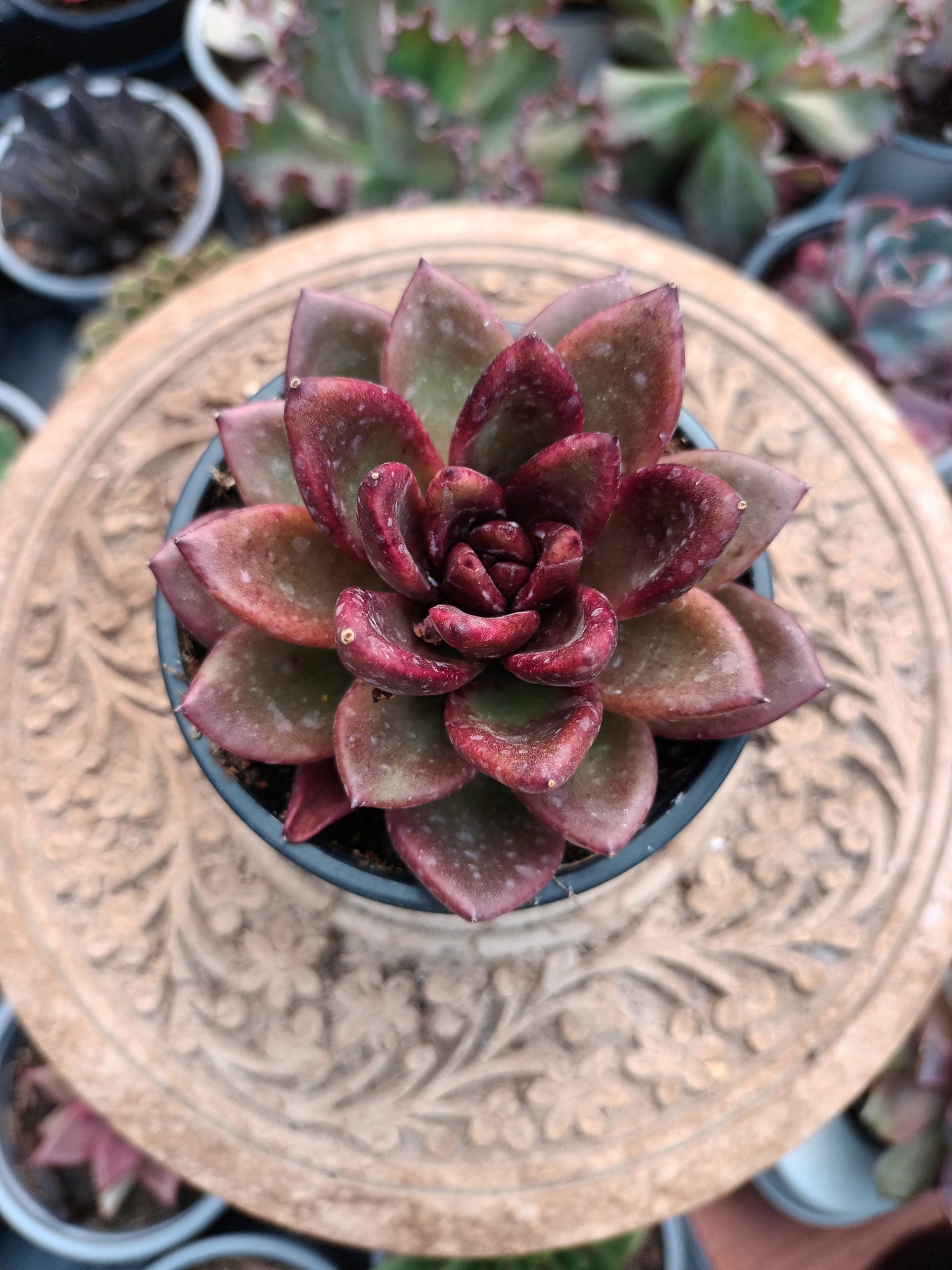 Echeveria 'Nike'
