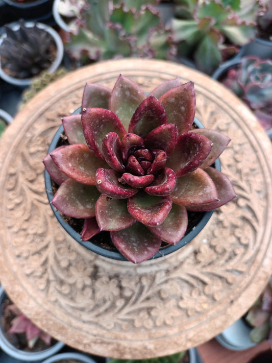 Echeveria 'Nike'