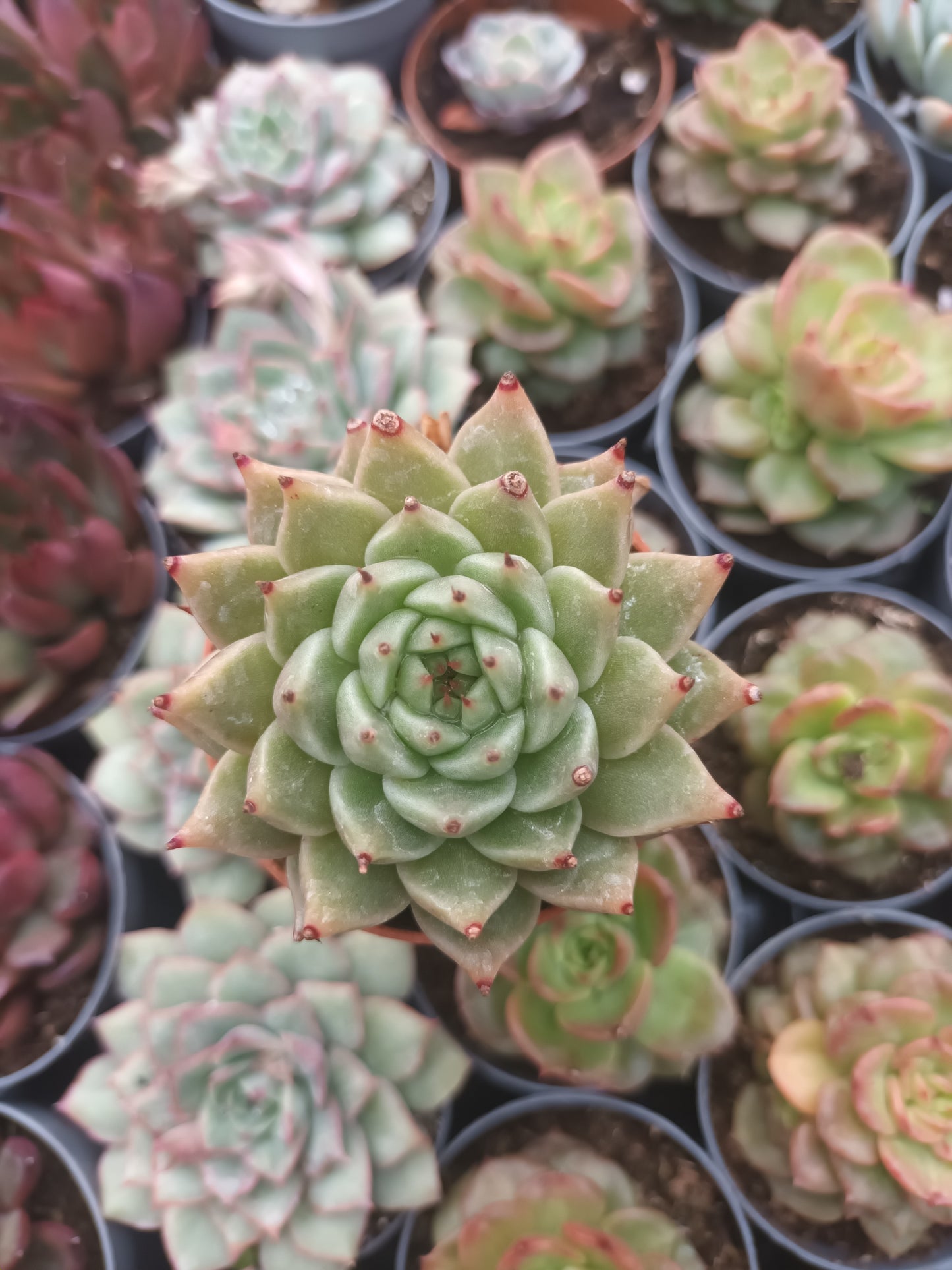 Graptoveria silverstar x Echeveria agavoides ebony