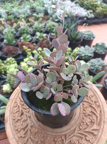 Sedum Sunsparkler ‘Plum Dazzled’