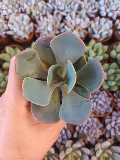 Echeveria Dusty Rose