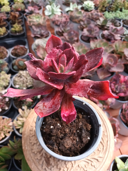 Echeveria Diamond State Monstruosa