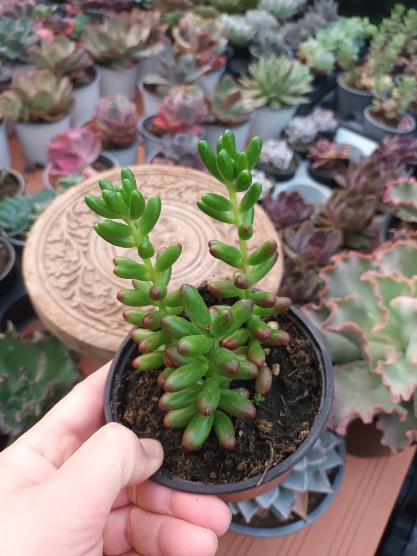 Sedum rubroticum