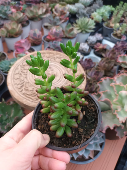 Sedum rubroticum