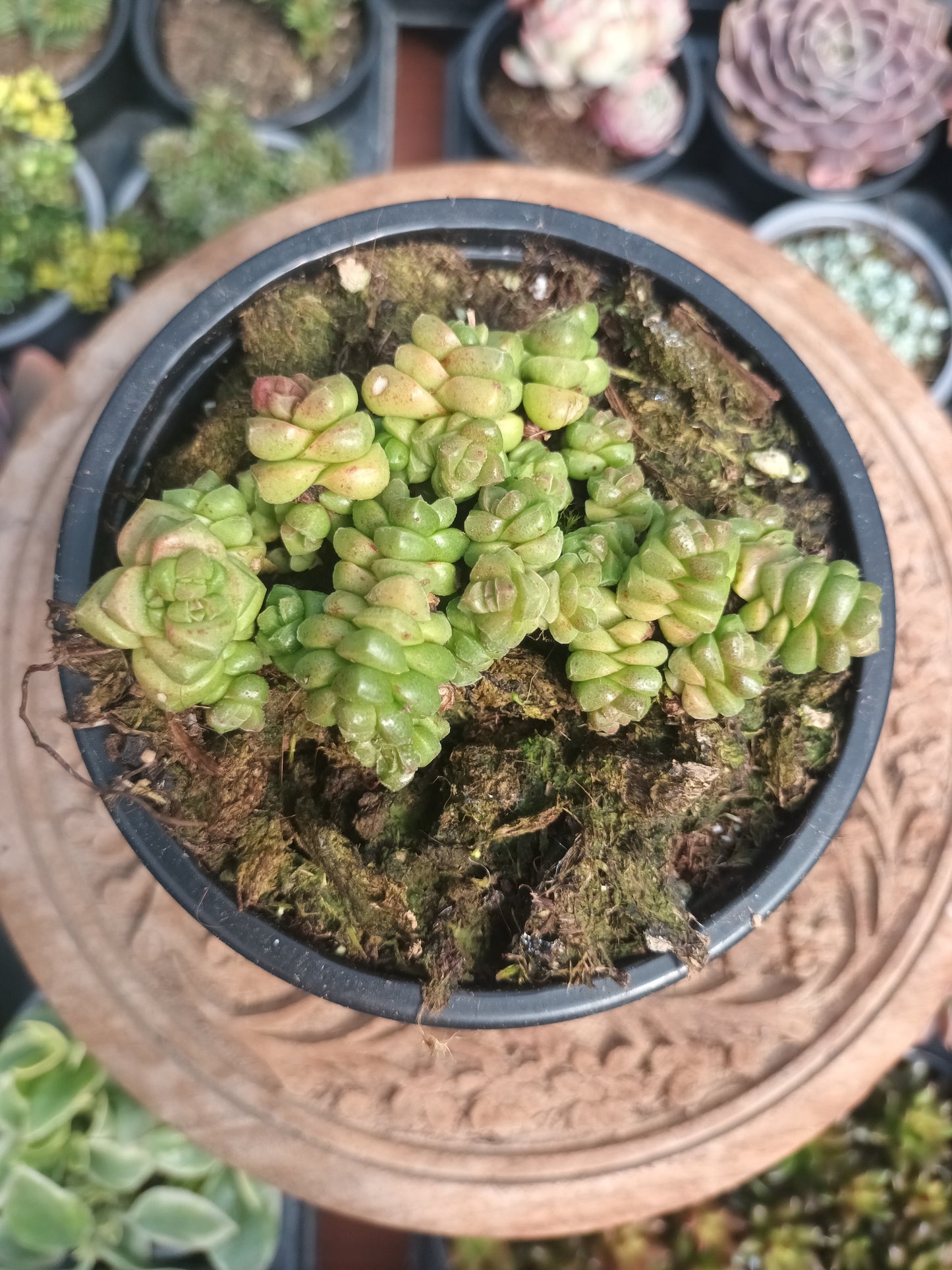 Crassula marchandi