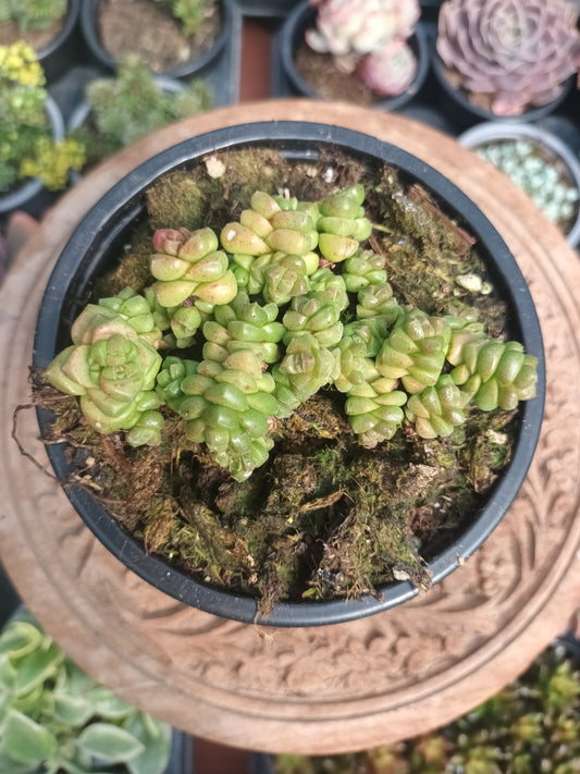Crassula marchandi