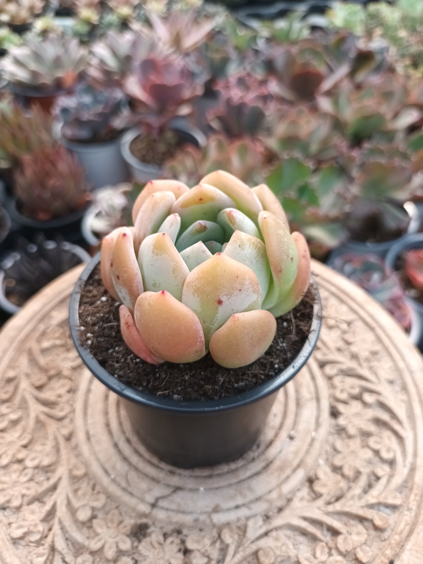 Echeveria Milk Rose