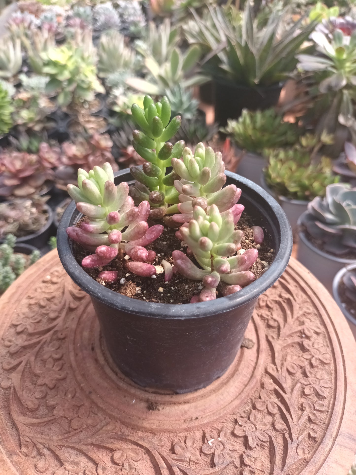 Sedum Rubroticum Aurora