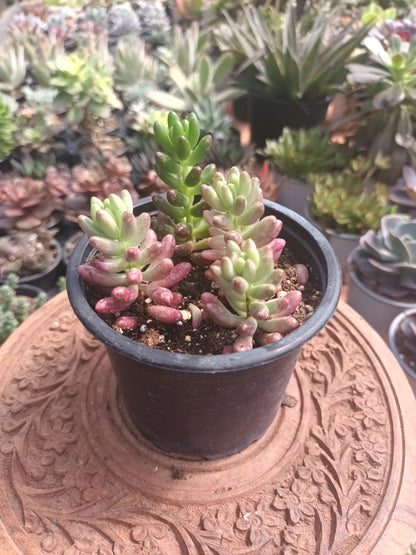 Sedum Rubroticum Aurora