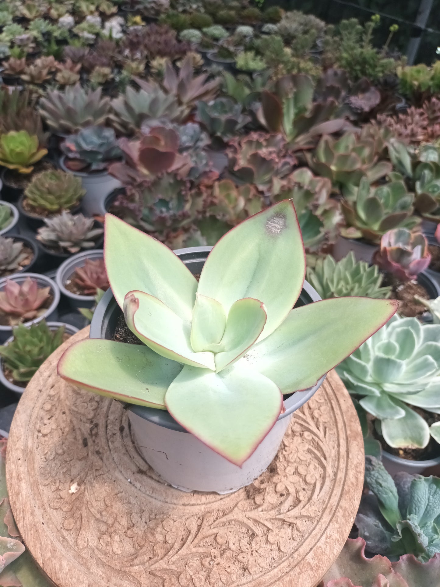 Echeveria subrigida 'Mexico'