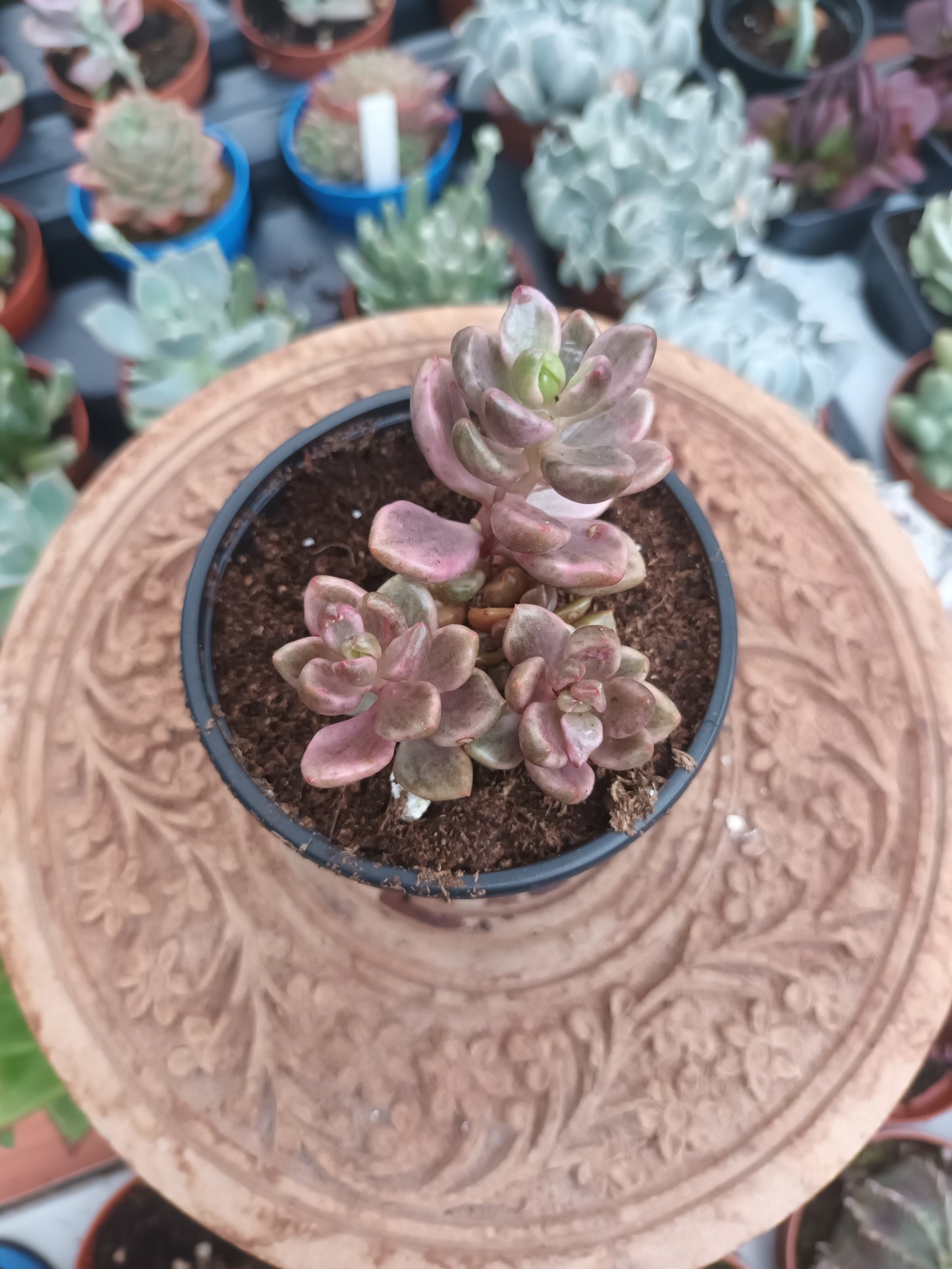 Lenopetalum ‘Chocolate and Strawberries’