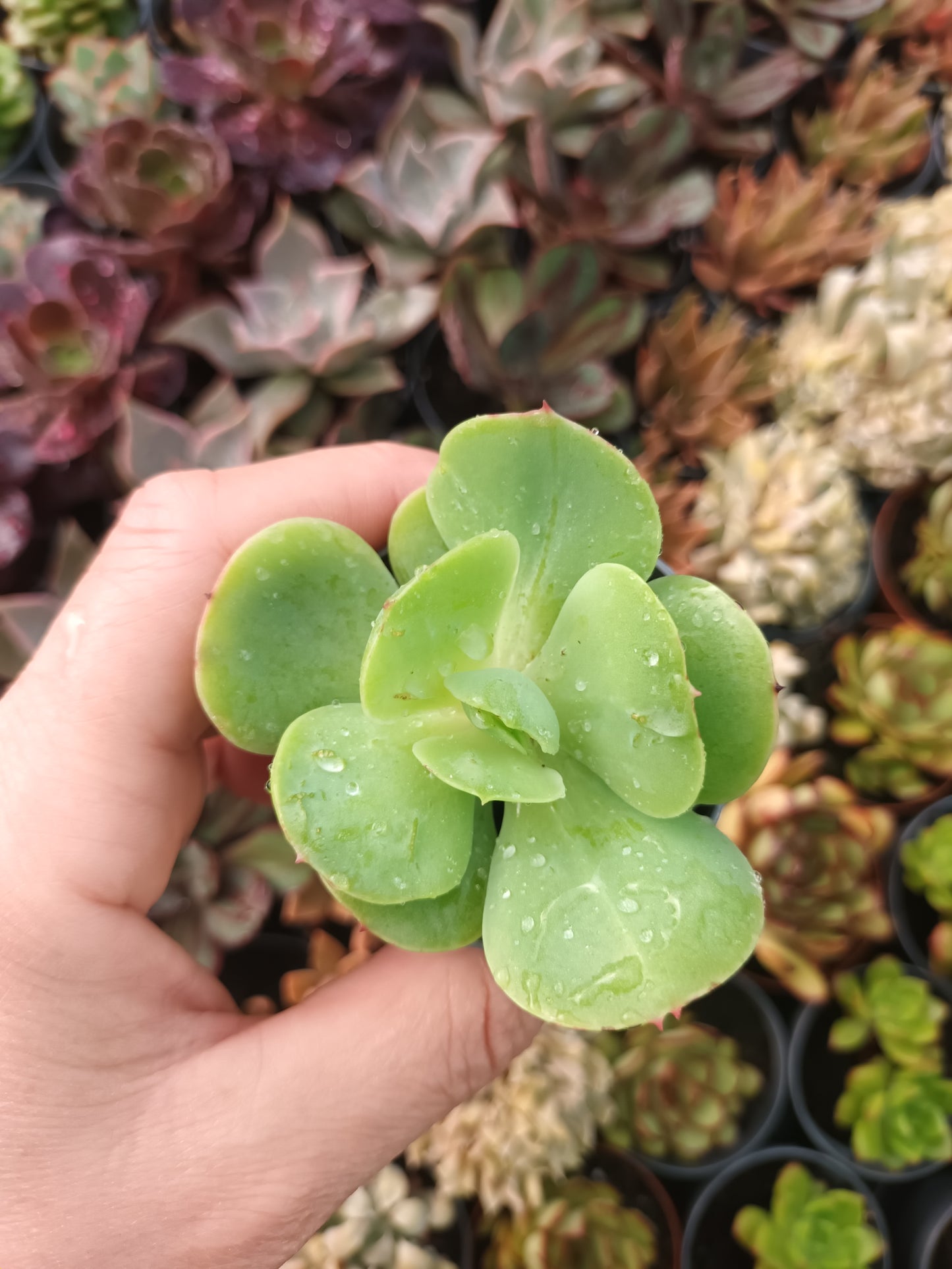 Echeveria mandala citrus