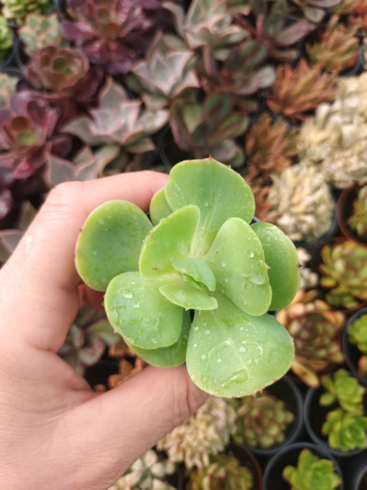 Echeveria mandala citrus