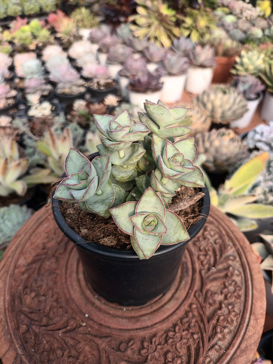 Crassula perforata 'giant form'