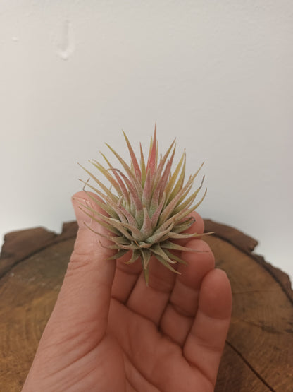 Tillandsia ionantha var. rubra