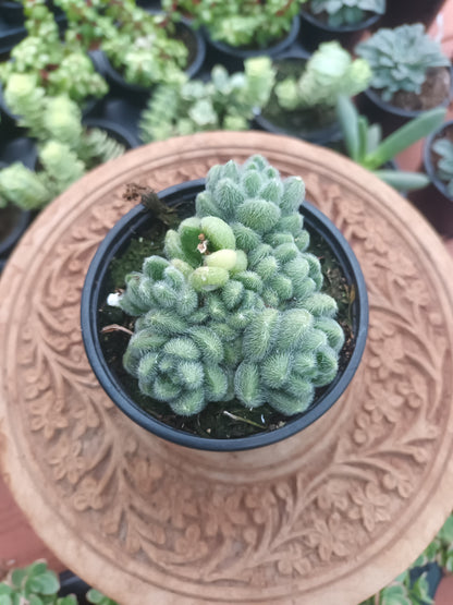 Sedum hintonii